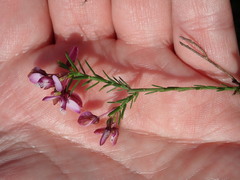 Polygala ericifolia