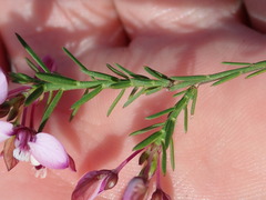 Polygala ericifolia