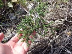 Senecio lycopodioides
