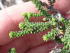 Senecio lycopodioides