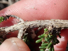 Senecio lycopodioides