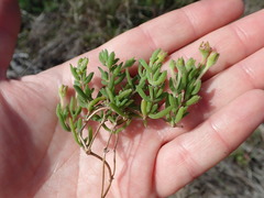 Drosanthemum intermedium