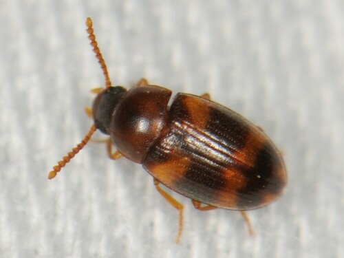 Darkling beetle photo 2