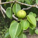 Manchineel - Photo (c) Sebastián Lescano, some rights reserved (CC BY-NC), uploaded by Sebastián Lescano