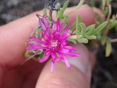 Drosanthemum intermedium