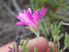 Drosanthemum intermedium