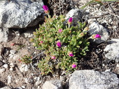 Drosanthemum intermedium