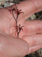 Adromischus caryophyllaceus