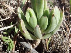 Adromischus caryophyllaceus