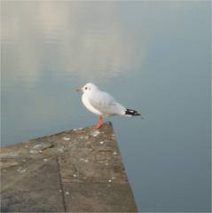 Chroicocephalus ridibundus