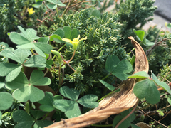 Oxalis corniculata