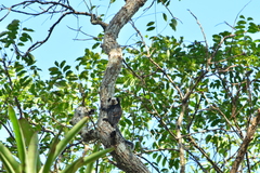 Callithrix geoffroyi