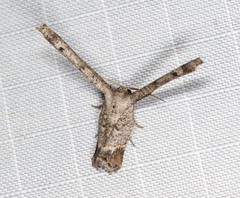 Phazaca interrupta