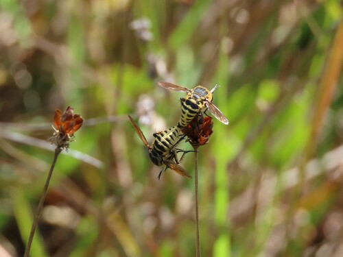 Toxophora leucopyga