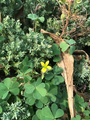 Oxalis corniculata