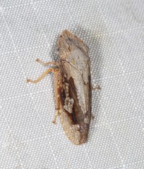 Stenocotis