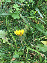 Taraxacum officinale