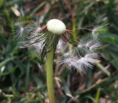 Taraxacum officinale