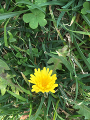 Taraxacum officinale