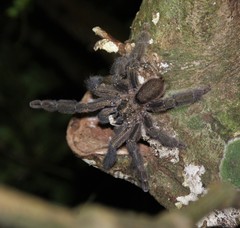 Psalmopoeus