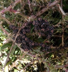 Codophila varia