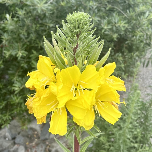 iNaturalist observation photo of tall evening primrose