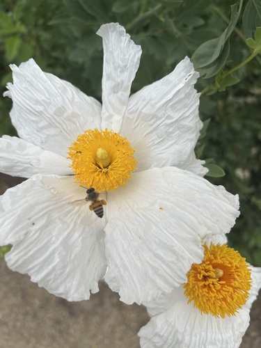 iNaturalist observation photo of Coulter's matilija poppy