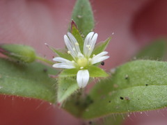 Cerastium capense