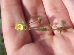 Hemimeris sabulosa