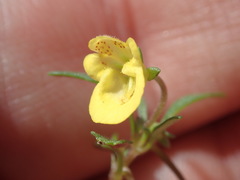 Hemimeris sabulosa
