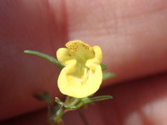 Hemimeris sabulosa