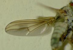 Scorpiurus aramoana