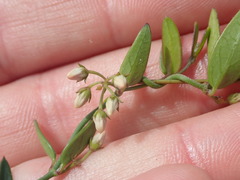 Astephanus triflorus