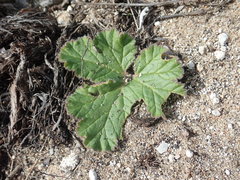 Pelargonium lobatum