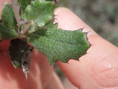 Berkheya coriacea