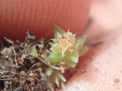 Crassula campestris