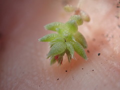 Crassula campestris