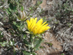 Berkheya coriacea