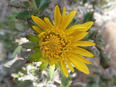 Berkheya coriacea