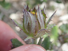 Berkheya coriacea