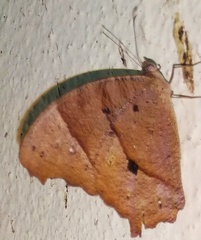 Melanitis leda