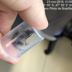 Leptodactylus mystaceus