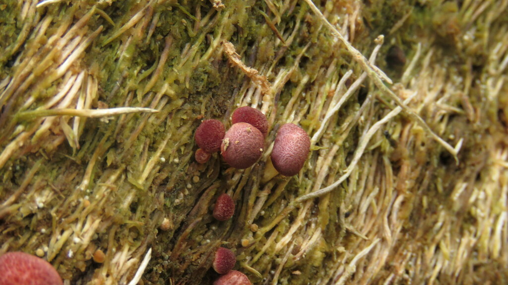 Gymnopilus purpuratus · May 2023 · photo: © ariadnat (iNaturalist, cc-by)