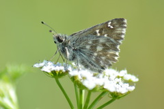 Muschampia floccifera