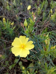 Cistus calycinus