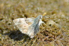 Muschampia floccifera