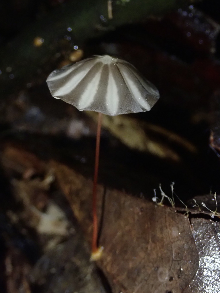 Marasmius griseoradiatus
