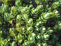 Veronica topiaria, photograph Max G.W. Verheij, CC0, iNaturalist via GBIF