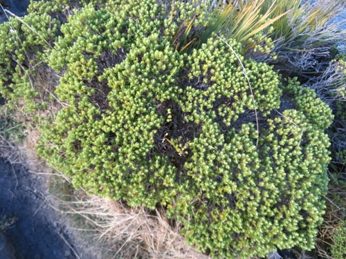 Veronica topiaria, photograph 6