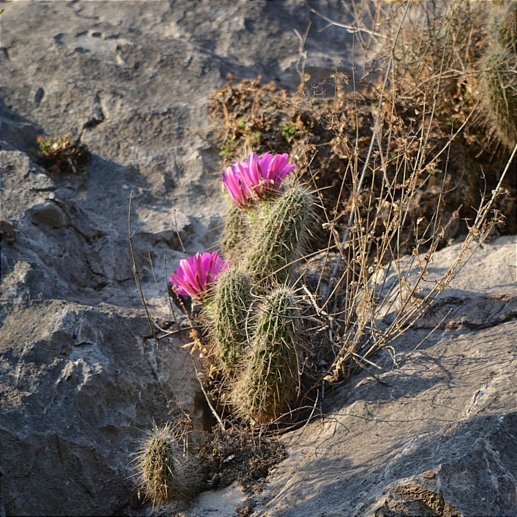 Echinocereus occidentalis, 35190 Dgo., México
